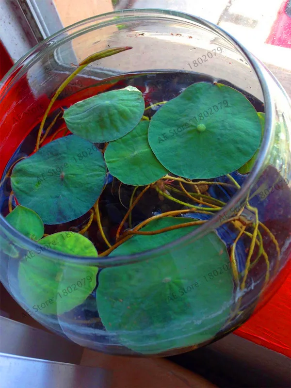 Hot Sale!5pcs Bowl Lotus plantas Hydroponic Plants Aquatic Plants Flower Pot lotus Water Lily flores Bonsai Home Garden, Garden