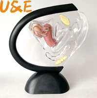female reproductive system model transparent uterus model female anatomical model