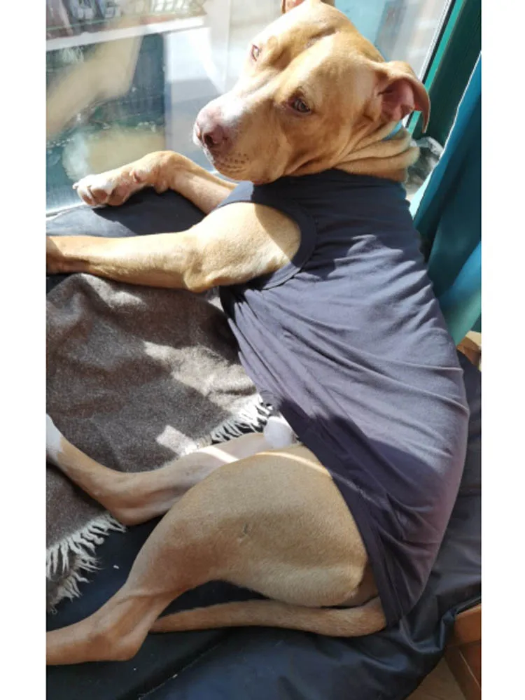 Женская рубашка для собак мягкая из чистого хлопка майка футболка с рисунком