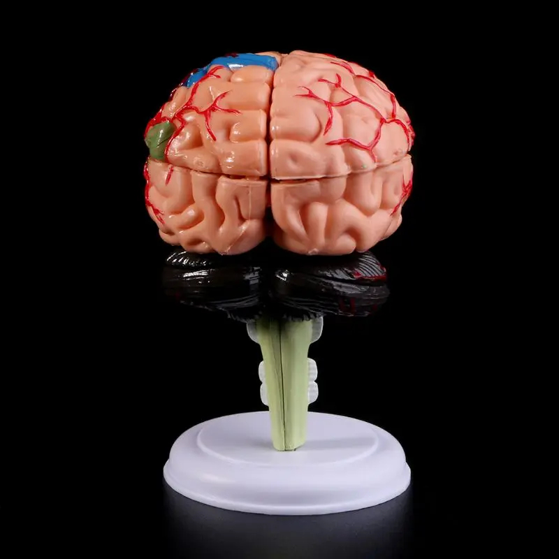 

4D Disassembled Anatomical Human Brain Model Anatomy Teaching Tool Statues Sculptures School Use