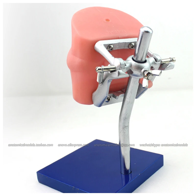 CMAM/12557 Dental фантомная головка медицинская анатомическая модель для обучения