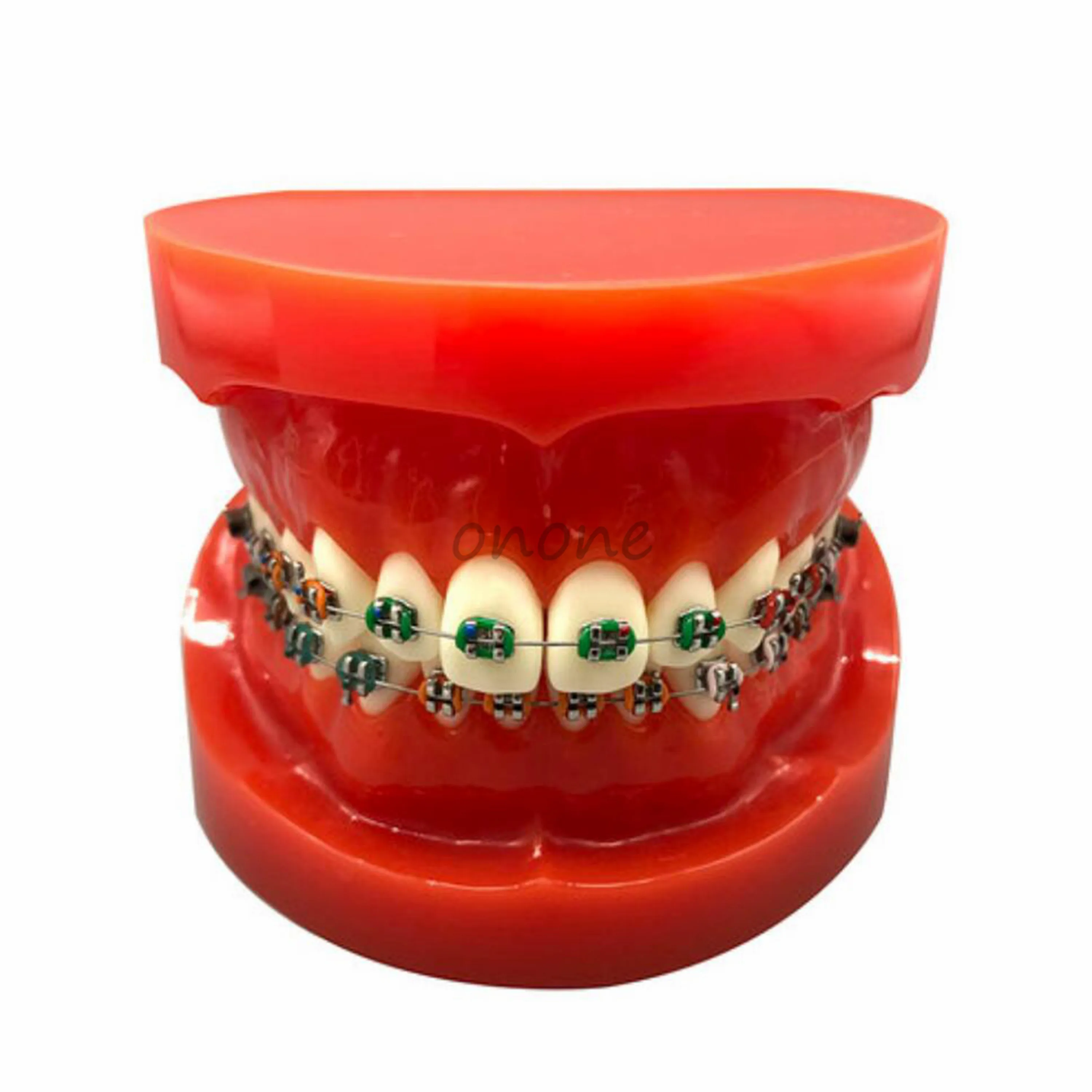 1pcs Dental Orthodontics Typodont Teeth Model Metal Brace Bracket Typodont with Arch Wire Orthodontic Correction
