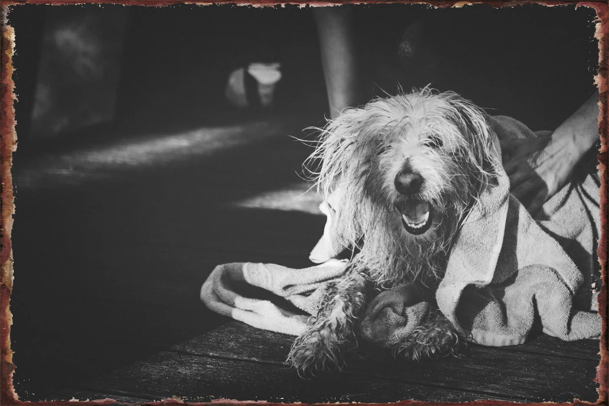 Yтент черная собака жестяная вывеска жестяные пластины украшение для комнаты