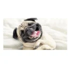 Пляжные полотенца для ванны с принтом, милые спальные полотенца для ванны с рисунком мопса, милого смеющегося щенка, спортивные полотенца для душа, подарок для детей, животных, собак, домашних животных