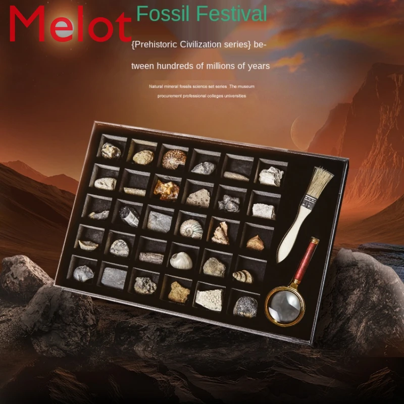 

Fossil Festival 30 Natural Paleontological Insects Conch Amber Specimen Trifolium Chrysanthemum Creative Children Science