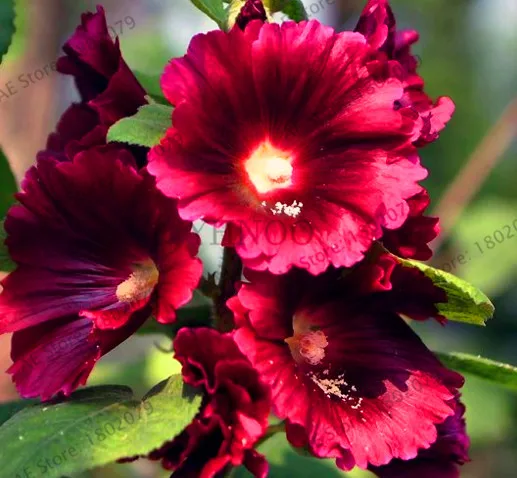 5 Большая распродажа! 20 шт Hollyhock бонсай(Alcea Rosea 'Nigra') разноцветный цветочный Многолетние растения растение для сада и дома украшения Dec - Цвет: 5