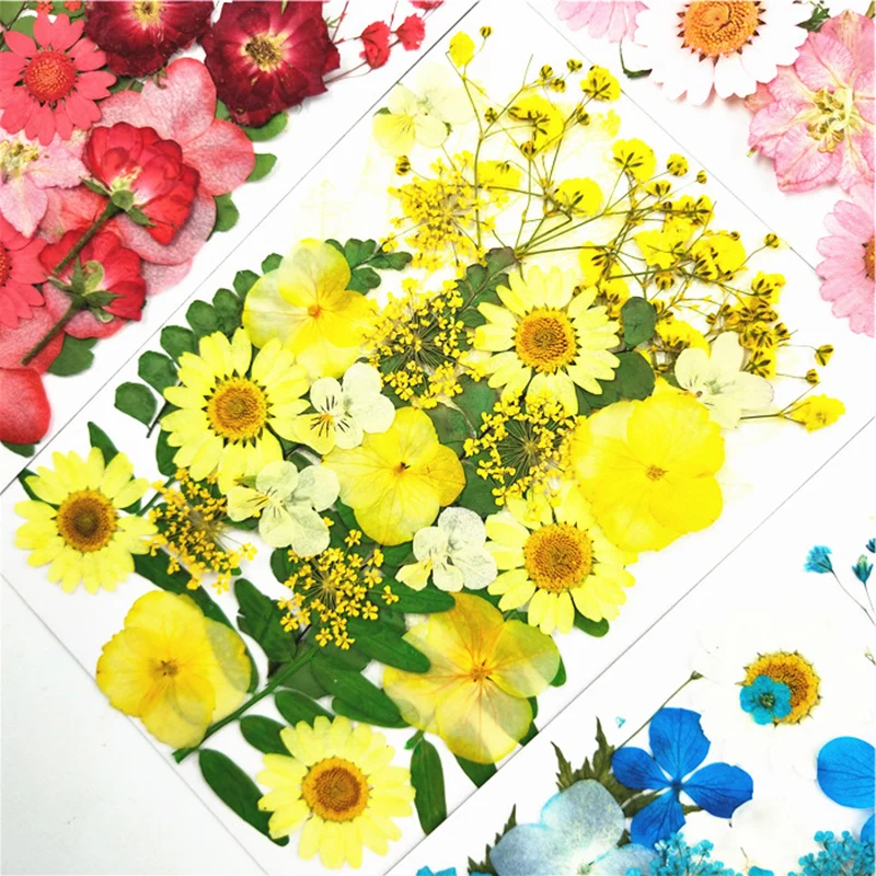 Прессованные цветы маленькие сушеные для скрапбукинга сухой DIY консервированные