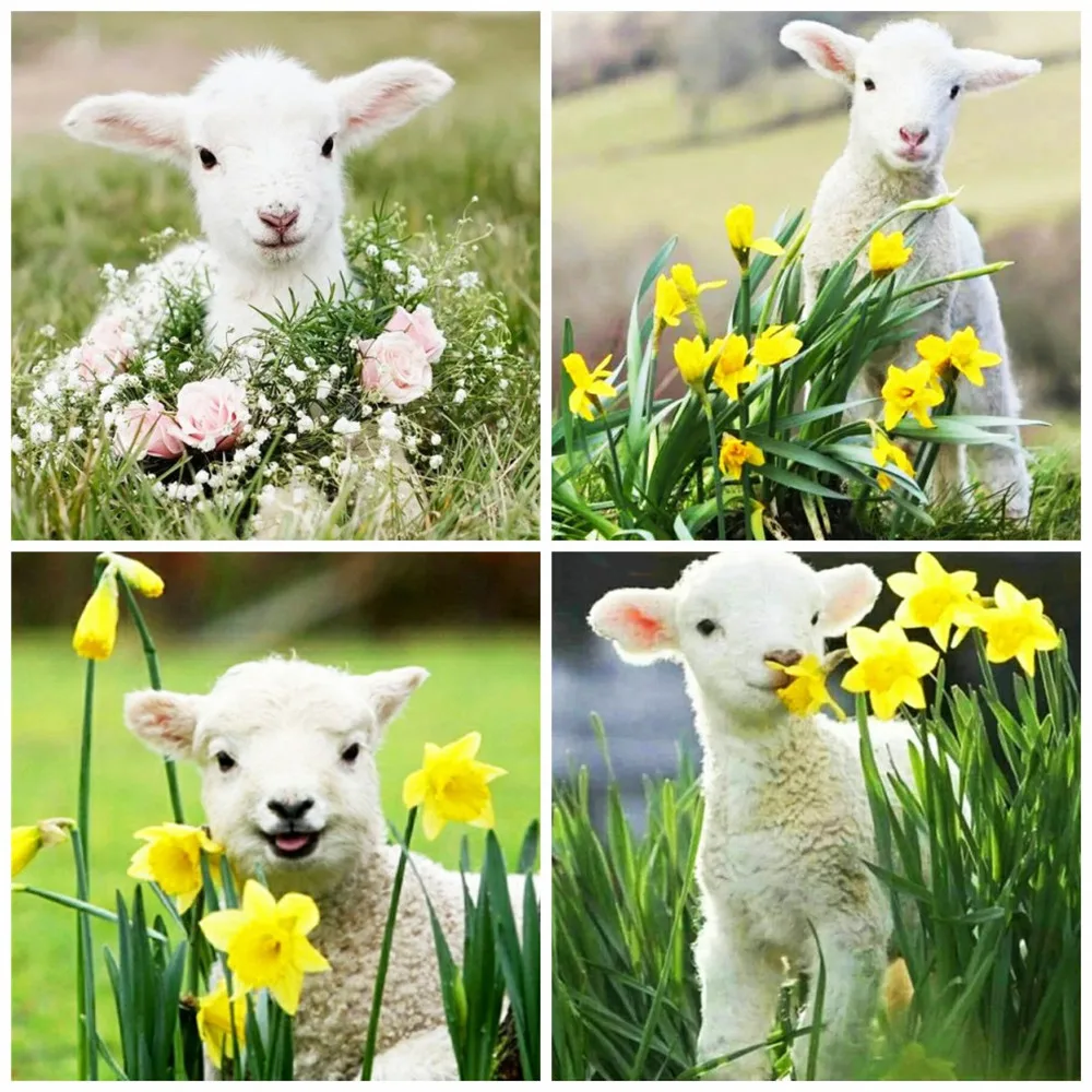 

EverShine DIY алмазная живопись, животные, вышивка крестиком, алмазная вышивка, овца, Новое поступление, Цветы Стразы, картины, хобби