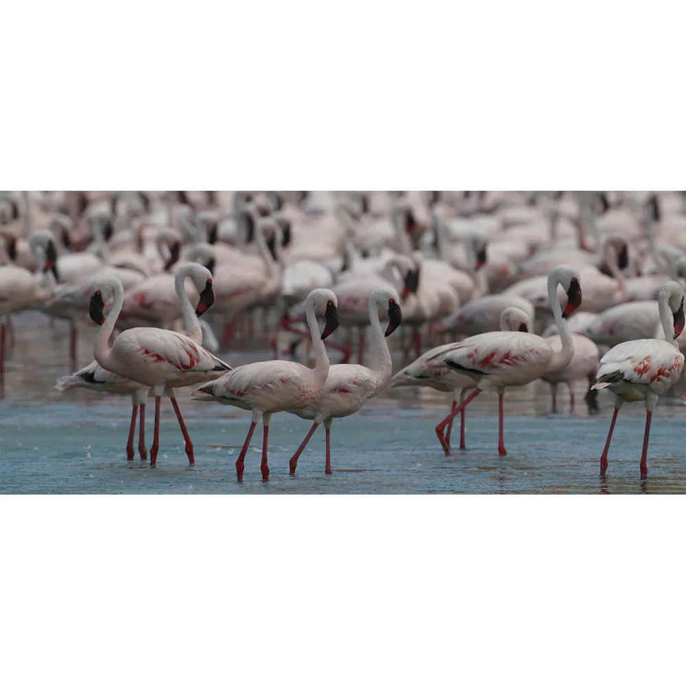 Объектив Sony SEL-200600G FE 200–600mm F/5.6–6.3G OSS for NEX | Электроника