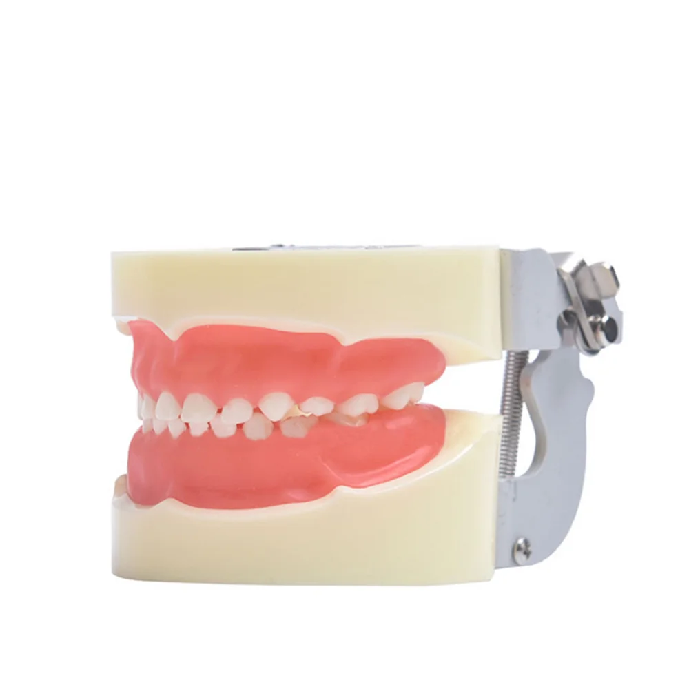 Dental Model With 24/28/32 Screw-in Teeth Tooth For Filling Training Demo Dentistry Tool Laboratory Practice Instrument | Красота и