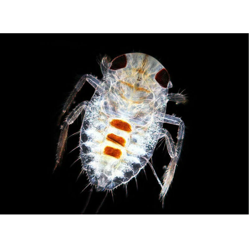 Адаптер для цифровой зеркальной камеры микроскопа с портом Canon DSLR EOS EF 23 2 мм 30 5 |