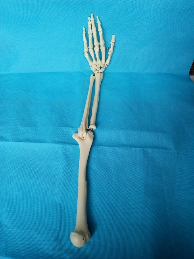 Модель скелета человека для взрослых в натуральную величину модель суставов