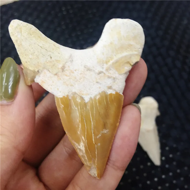 1 шт. натуральный ископаемого большой акулы подвеска зуб ископаемых образцы