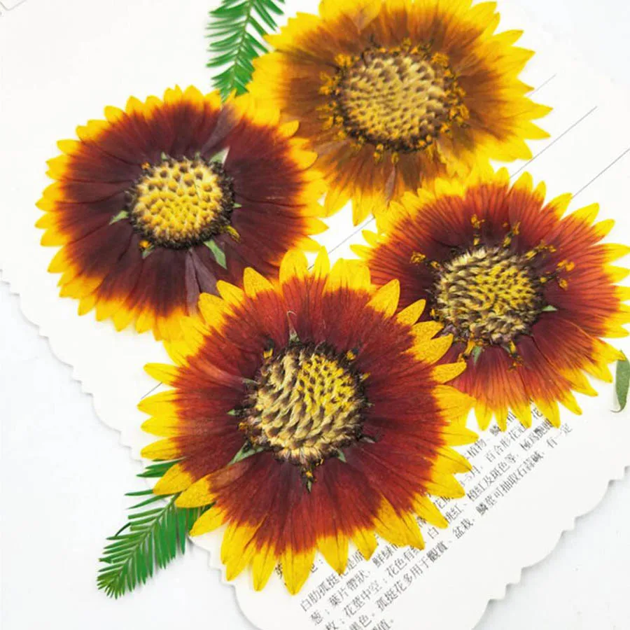 

30pcs Pressed Dried Gaillardia Pulchella Foug. Flower Plant Herbarium For Jewelry Bookmark Postcard Phone Case DIY Making