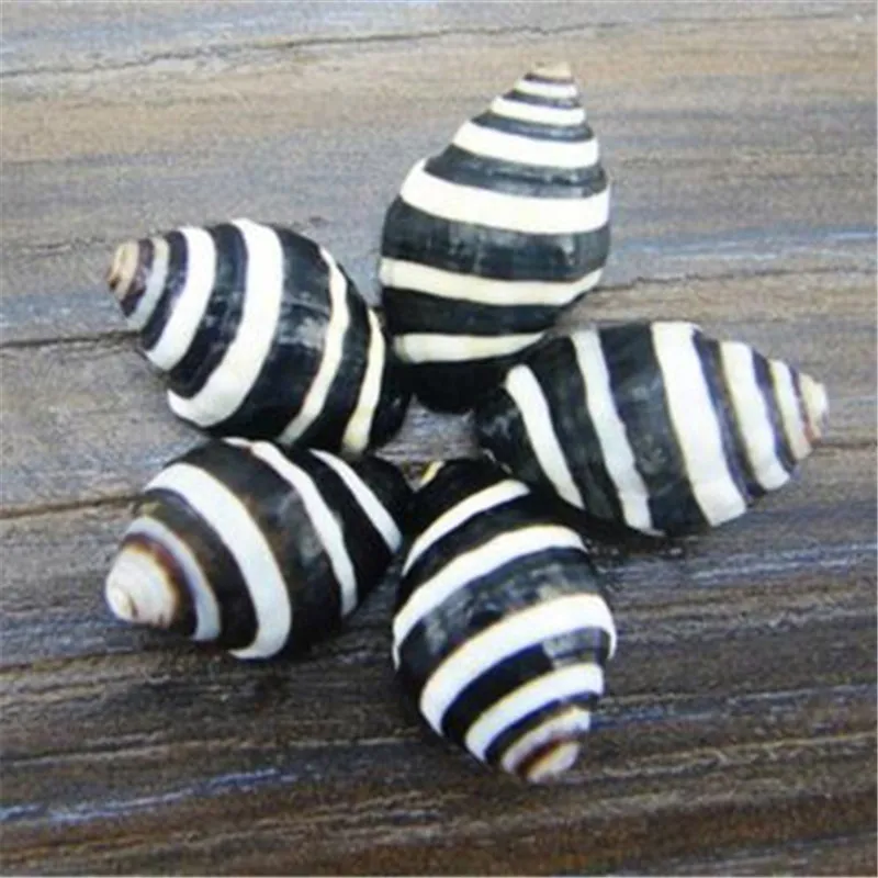 0 8-2 см полосы зебры морской раковины 12 шт./лот натуральные поделки морские