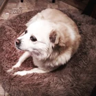 Круглая кровать для собаки, домик для щенка, мягкий длинный плюшевый домик для питомца, кровать для собак, корзина, товары, подушка для собаки, кровать для питомца, коврик для дома, диван для животных