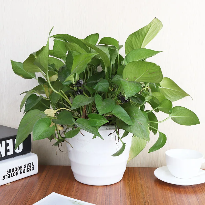 100 шт. темно фиолетовый мини зажим с пятью когтями для прививки растений зажимы