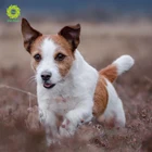 Вышивка из страз сделай сам OSH, бриллиантовая мозаичная собака, вышивка, полная квадратная картина из страз, вышивка крестиком из страз, настенное искусство