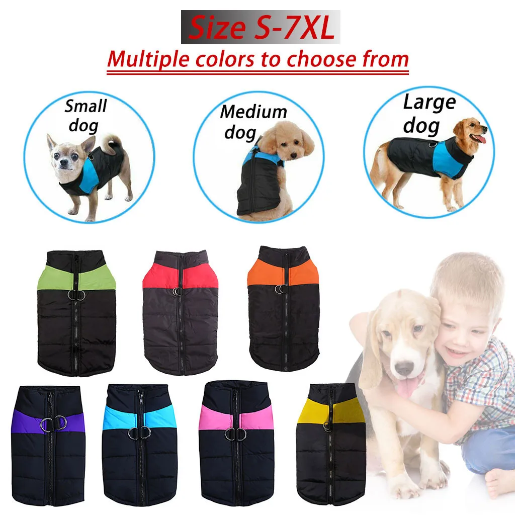 Should A Dog Wear A Coat