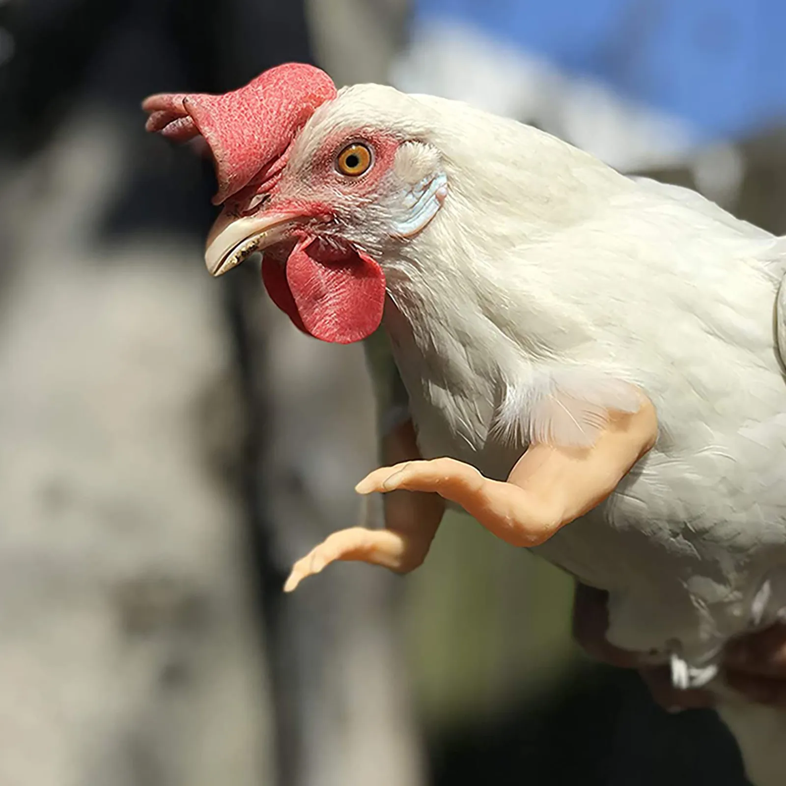 

New Chicken Arm Toy Chicken Forelimb Decoration Funny Funny Gift Chicken Arms For Pet Chicken Decorations Themed Party Instock