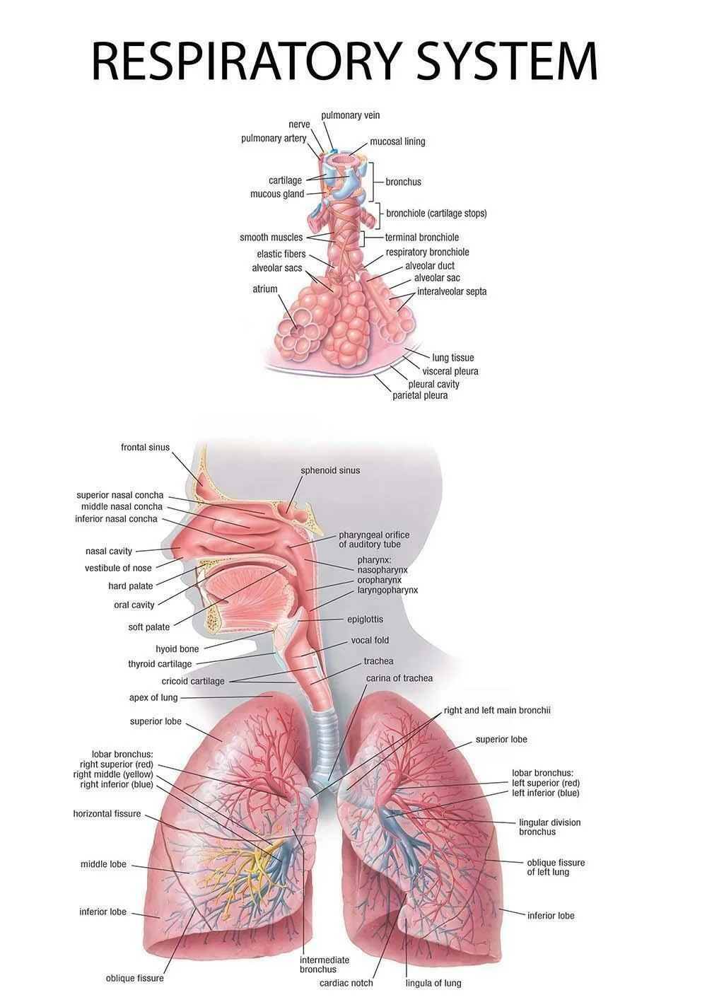 

The RESPIRATORY SYSTEM Art Film Print Silk Poster Home Wall Decor 24x36inch