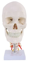 adult skull with cervical vertebrae model skull model skull model medical teaching