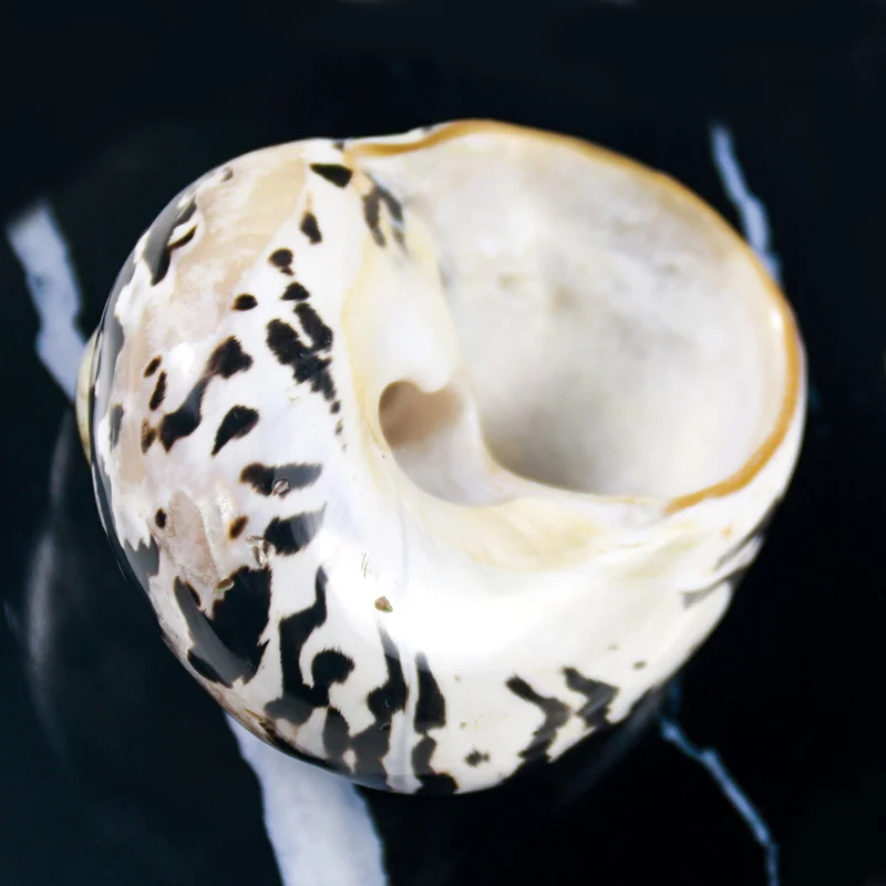 Натуральные африканские черные золотые ракушки образцы пляжные свадебные