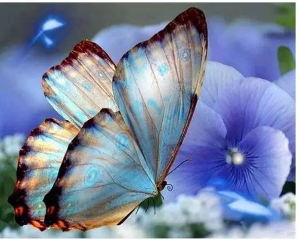 

5D DIY Full Square Diamond Painting "Butterfly Animal" 3D Embroidery Cross Stitch Mosaic Painting Home Decor