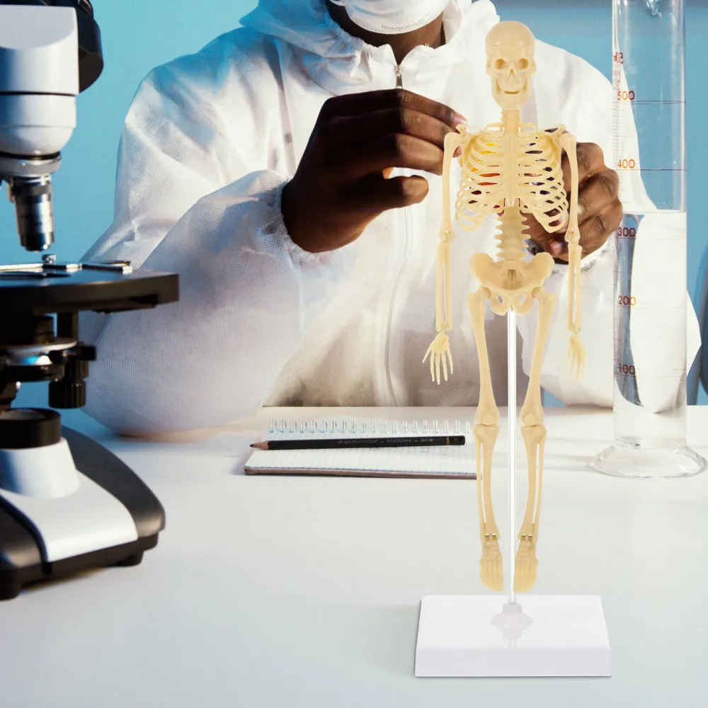 

DIY Assembly Manikin Model Simulation Mannequin Skeleton Model Kids