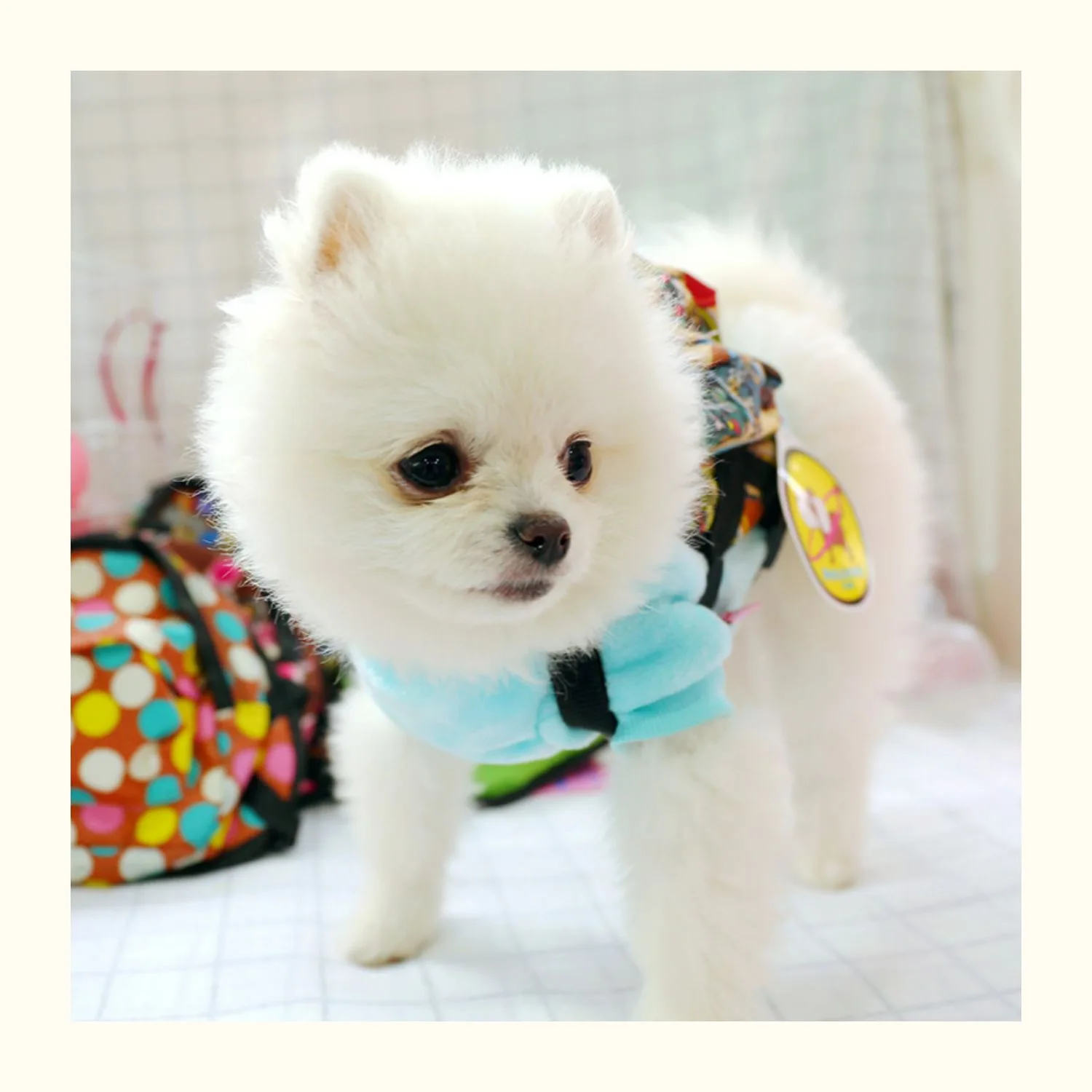 Petcircle горячая Распродажа милый многоцветный рюкзак для собак удобный и