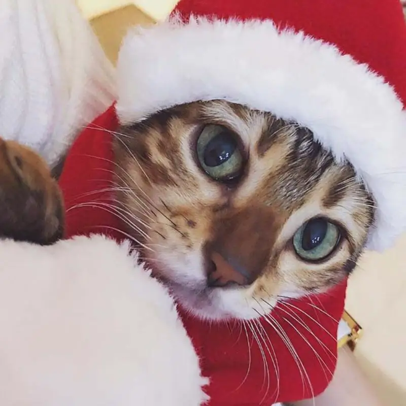 Кошачьи конфеты лижущие закуски для кошек рождественские шляпы с перьями домашних питомцев палочки