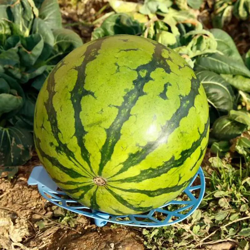 

Подставка для арбуза, садовая подставка для арбуза, тыквы