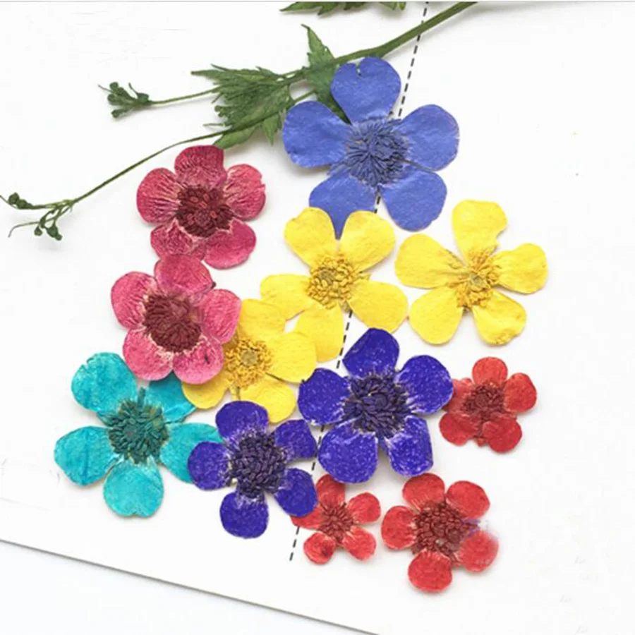 

250pcs Pressed Dried Dyed Ranunculus Japonicus Thunb Flowers Plants Herbarium For Jewelry Postcard Photo Frame Phone Case DIY