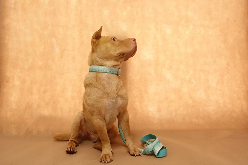 MUTTCO изготовленный на заказ ошейник в розницу свежий стиль ошейник Выгравированный питомец имя Зеленый Горный принт ошейник для собак 5 размеров UDC015