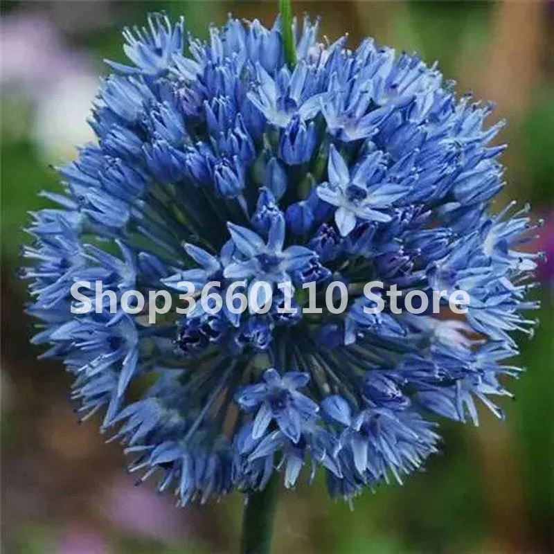 3 100 шт./упак. Seedsplants Giant Allium Giganteum красивый цветок-бонсай садовое растение в уровень почкования 95% редкий цветок для малыша - Цвет: 3