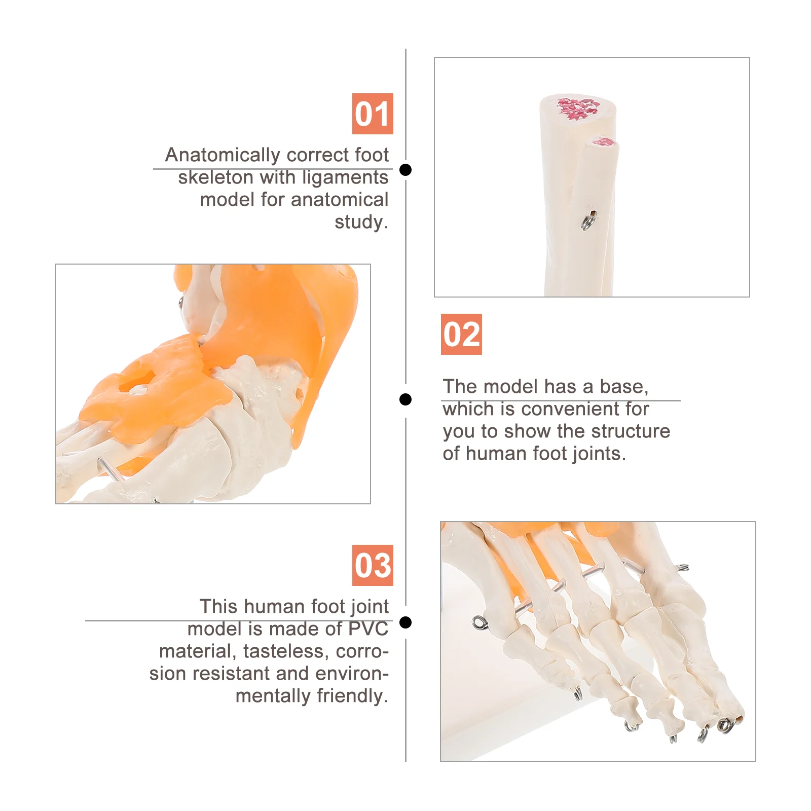 1pc Human Foot Joint Model with Ligaments Skeleton on Base | Дом и сад