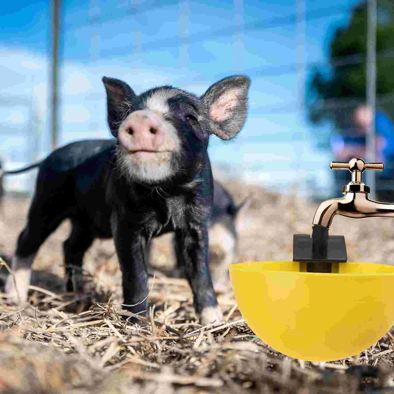 15 шт. миска для кормления птиц | Дом и сад