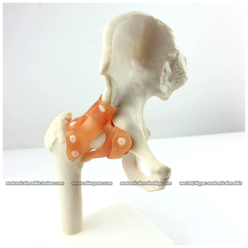 

12038 / Human Joints Series Models, 6in1, Foot Ankle, Shoulder, Hand Wrist, Knee, Hip, Elbow, Skeleton Models