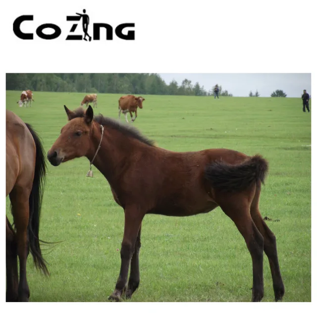 

COZING portable pet arthritis physiotherapy portable laser therapy device