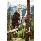 DIY 5D алмазная живопись животное Орл Вышивка крестом мозаика узор Стразы Алмазная вышивка домашний декор ZWQ