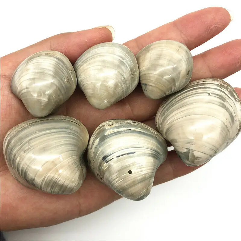 Оптовая продажа 2 размера белые моллюски натуральная Морская ракушка ископаемые