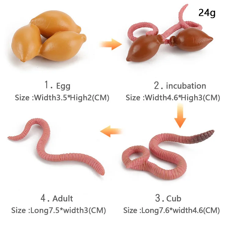 Имитация животных цикл роста насекомое жизненный лоток для пола фигурка из ПВХ