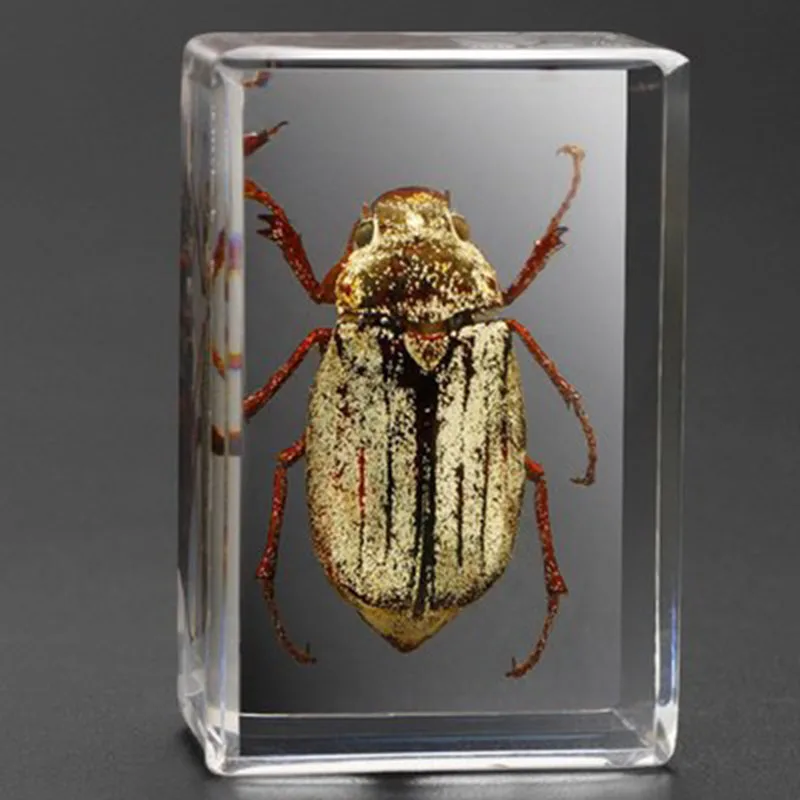 Прозрачный образец насекомых из смолы Обучающие настольные украшения для дома