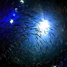 Подводсветильник Электронная Мини-приманка для рыбалки, 5 цветов