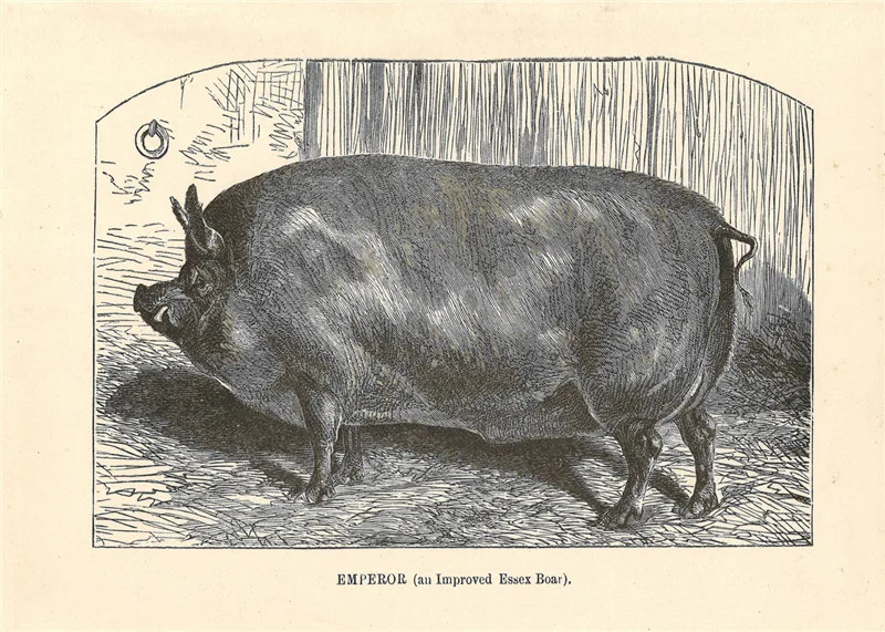 

Cows Home Living Room Decoration Farmhouse Sign Horses Welcome Sign in Home Decor Farm Animal Retro Chicken Fresh Eggs Sheep