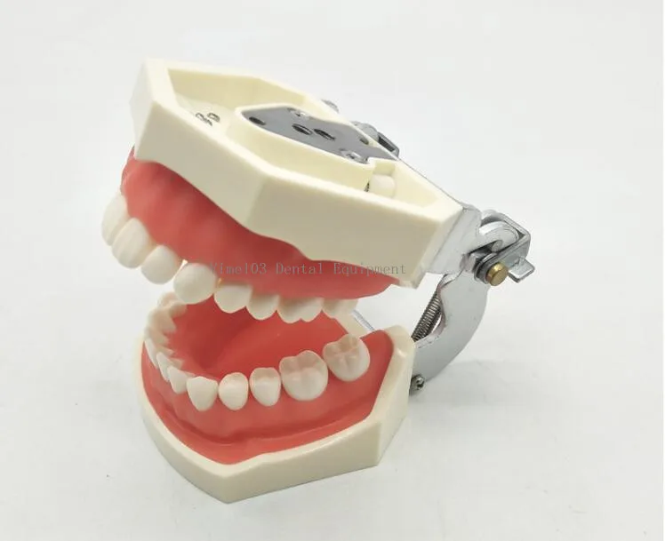 Модель для обучения стоматологии стандартная модель зубы демонстрация 200H 32 шт.