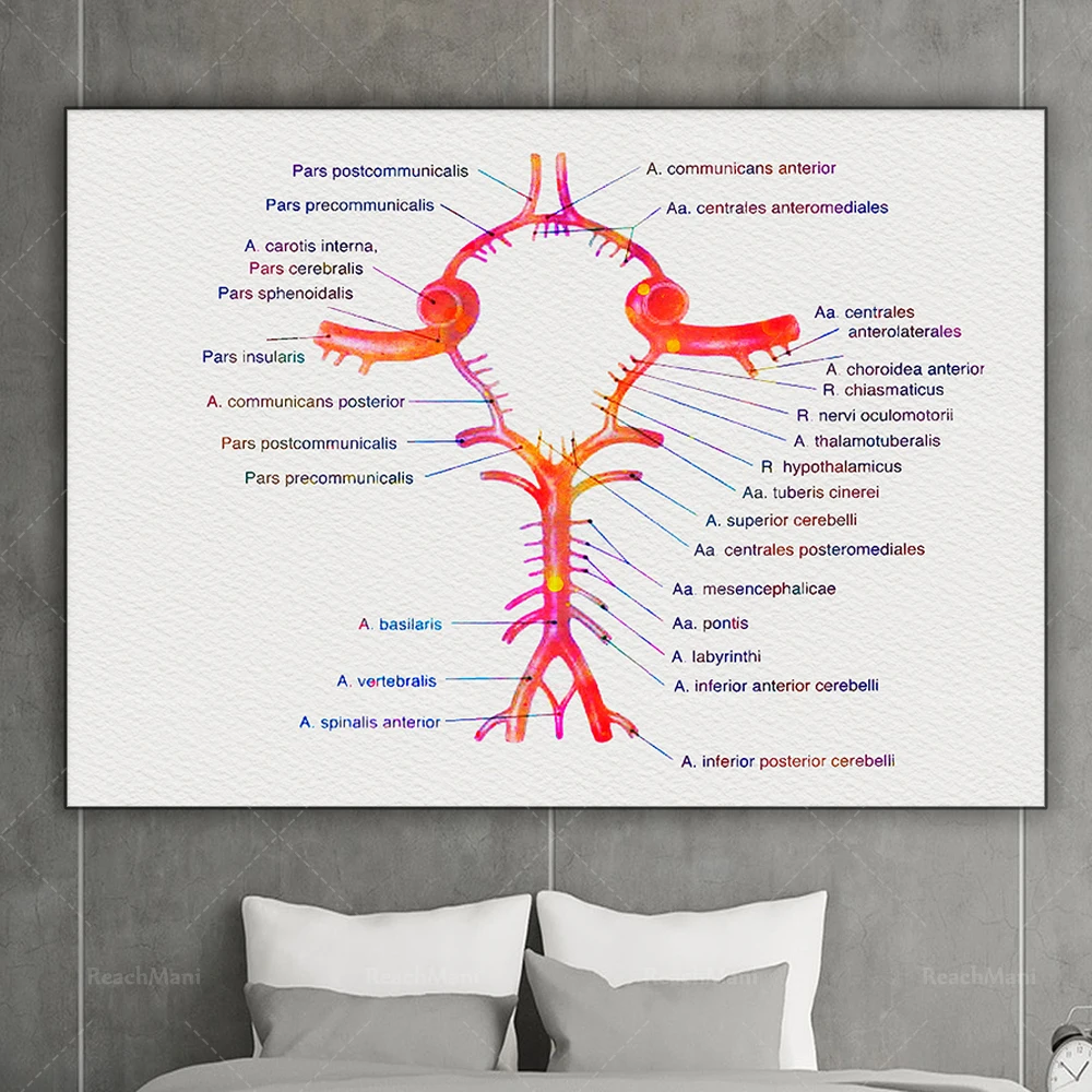 

Arterial Brain Circle Poster Art Print Circle Brain Art Cerebral Circulatory System Medical Print Art Deco Neurology Poster