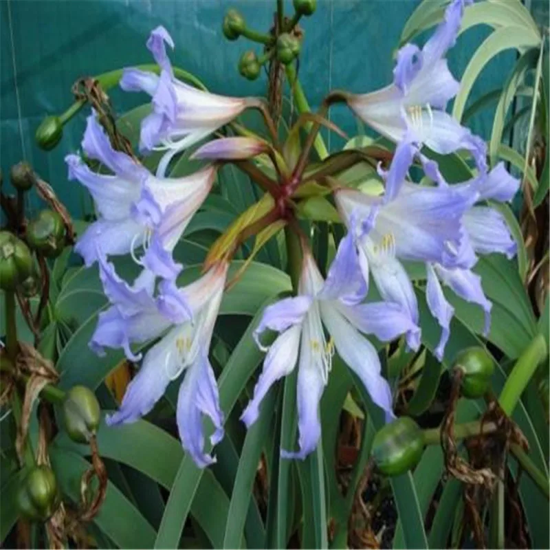 Amaryllis 100 шт| |