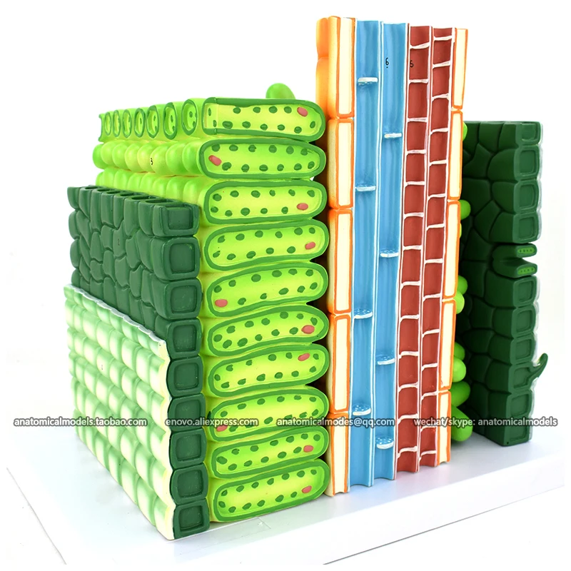 

12043/ Teaching model of leaf section, Plant model