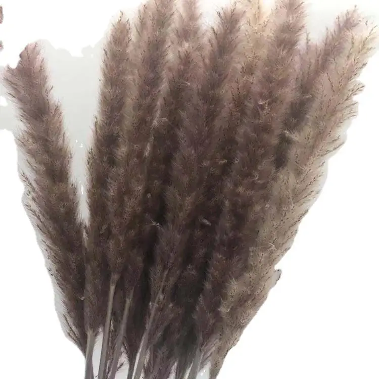 30 шт. Натуральные Сушеные Pampas трава Phragmites Communis Reed завод свадебный цветок букет